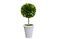 Miniature Boxwood ball in a grey pot Clipped